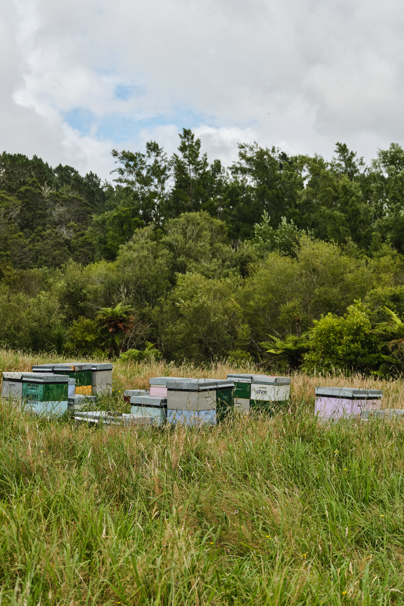 Activist x Bodha Beeswax Eau de Parfum