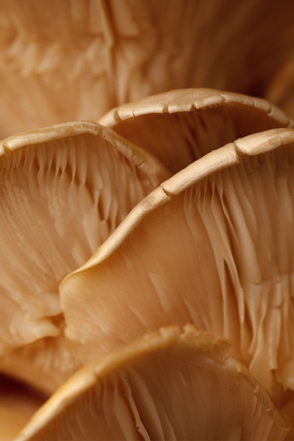 Mushroom Booster